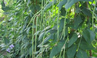 谁和谁好仿写句子 谁和谁好仿写句子